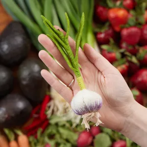 Garlic Plant Ornament